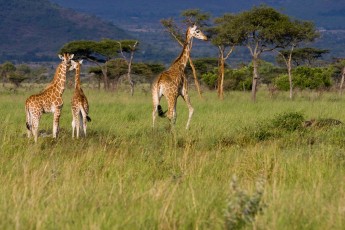 Giraffe in Kenya