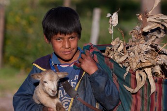 Boy Shepherd in Peru