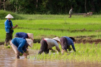 Planting Rice in Nepal