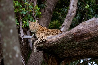 Leopard in Masai Mara