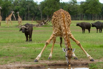 Giraffe Getting a Drink