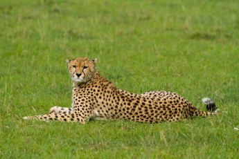 Cheetah in Kenya