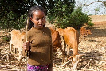 Watching the Cows inEthiopia