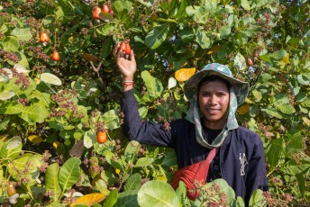 Cashew Growing in Cambodia