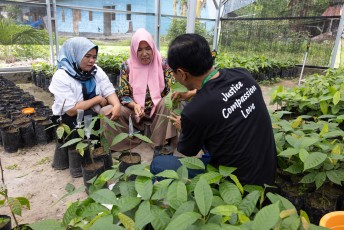 Grafting In Indonesia