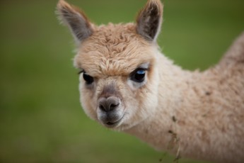 Llama in Peru