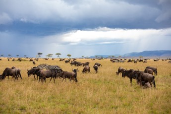 Maasai Mara