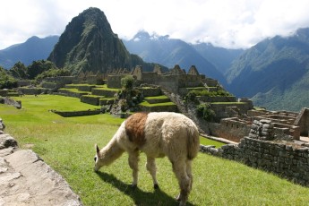 Llama at Machu Picchu, Peru