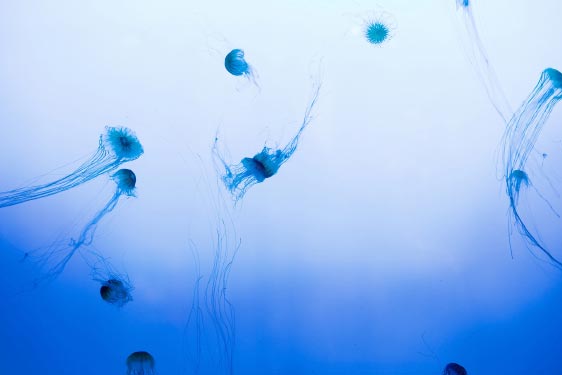 Jellyfish in Water